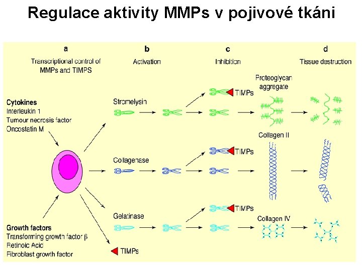 Regulace aktivity MMPs v pojivové tkáni 