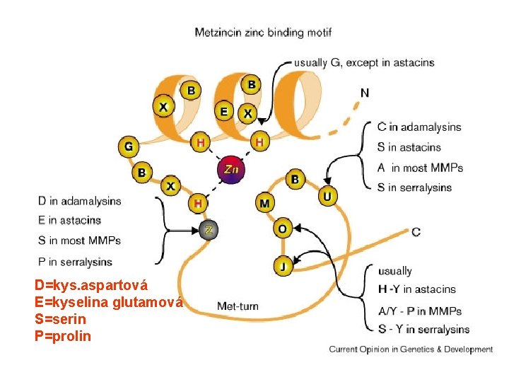 D=kys. aspartová E=kyselina glutamová S=serin P=prolin 