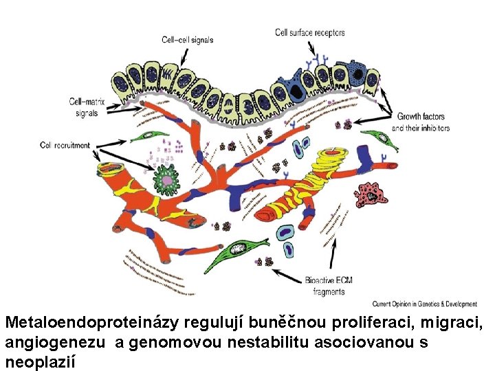 Metaloendoproteinázy regulují buněčnou proliferaci, migraci, angiogenezu a genomovou nestabilitu asociovanou s neoplazií 
