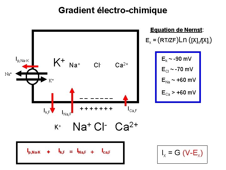 Gradient électro-chimique Equation de Nernst: Ex = (RT/ZF)Ln ([X]o/[X]i) Ip, Na-K K+ Na+ Cl-