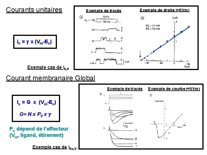 Courants unitaires Exemple de tracés Exemple de droite i=f(Vm) ix = ץ x (Vm-Ex)