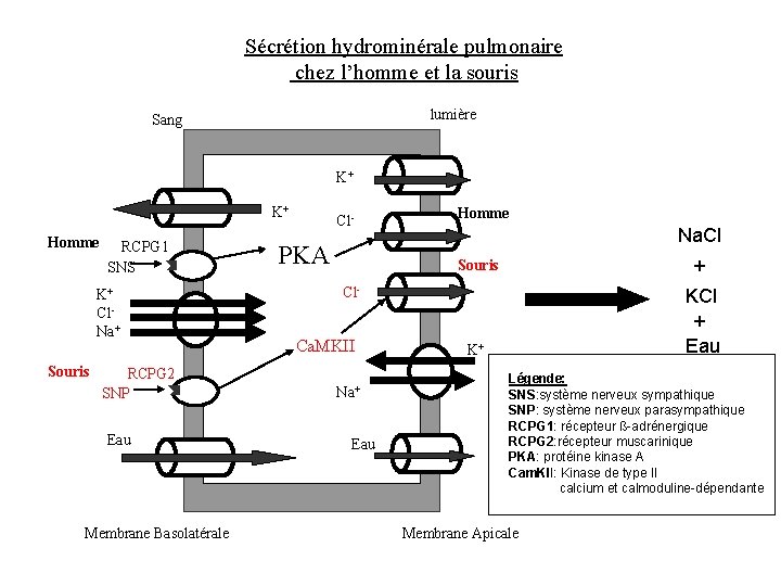 Sécrétion hydrominérale pulmonaire chez l’homme et la souris lumière Sang K+ K+ Homme RCPG