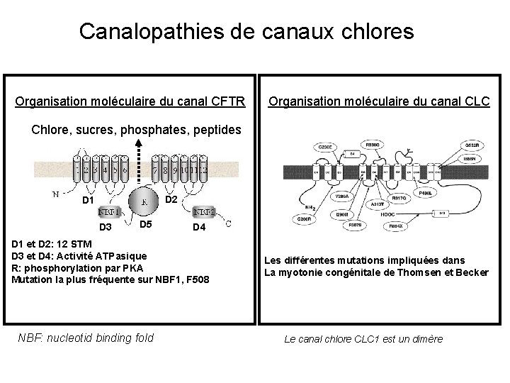 Canalopathies de canaux chlores Organisation moléculaire du canal CFTR Organisation moléculaire du canal CLC