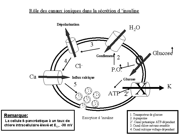 Rôle des canaux ioniques dans la sécrétion d ’insuline Dépolarisation H 2 O 3