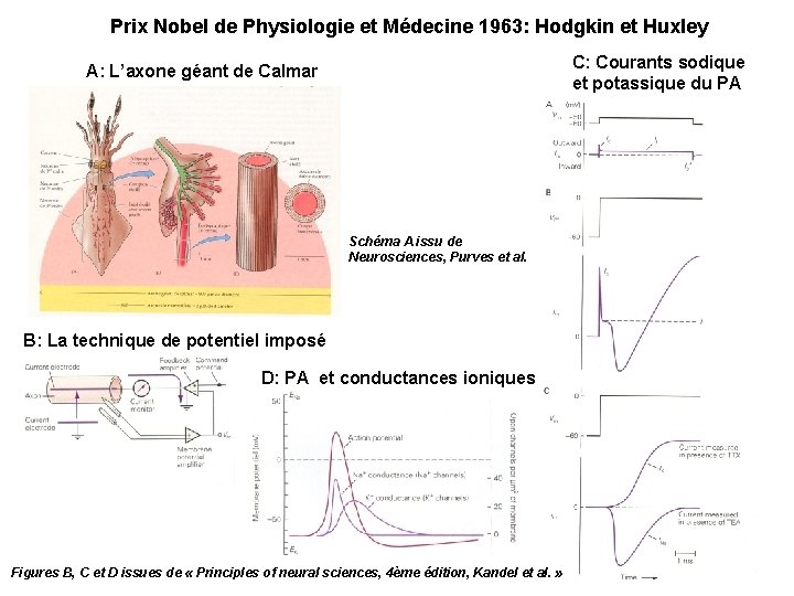 Prix Nobel de Physiologie et Médecine 1963: Hodgkin et Huxley C: Courants sodique et