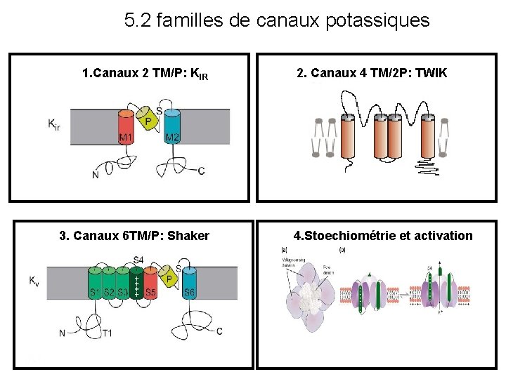 5. 2 familles de canaux potassiques 1. Canaux 2 TM/P: KIR 3. Canaux 6