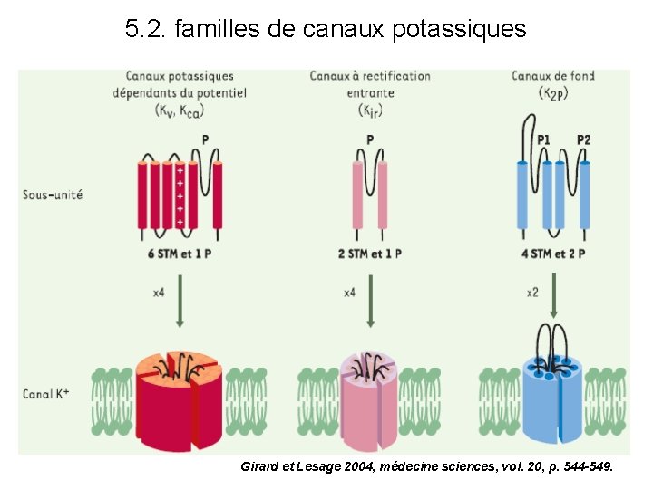 5. 2. familles de canaux potassiques Girard et Lesage 2004, médecine sciences, vol. 20,