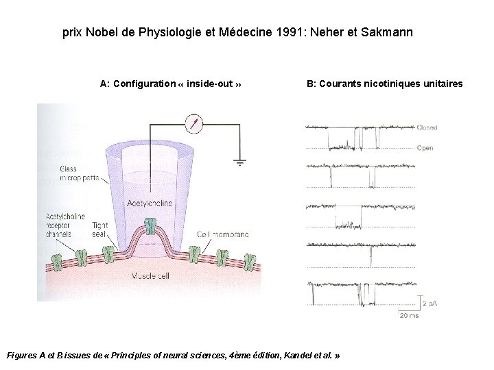 prix Nobel de Physiologie et Médecine 1991: Neher et Sakmann A: Configuration « inside-out