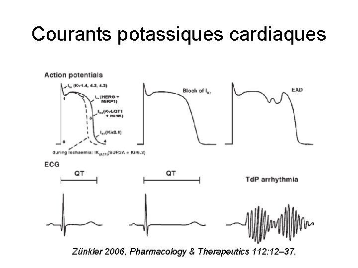 Courants potassiques cardiaques Zünkler 2006, Pharmacology & Therapeutics 112: 12– 37. 
