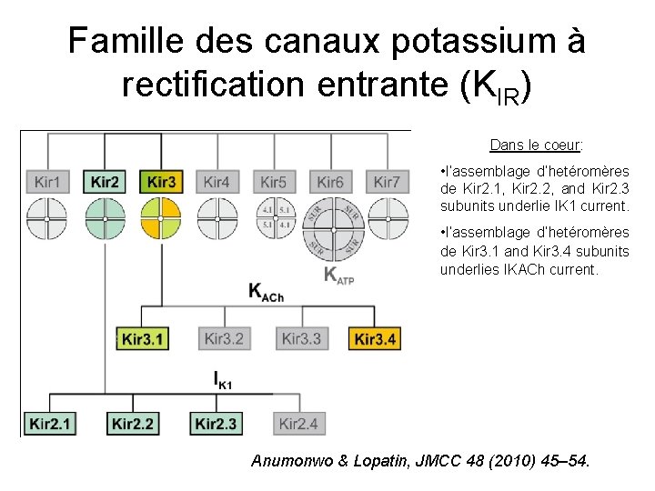 Famille des canaux potassium à rectification entrante (KIR) Dans le coeur: • l’assemblage d’hetéromères