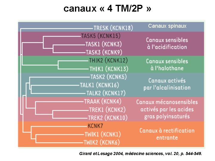 canaux « 4 TM/2 P » Canaux spinaux Girard et Lesage 2004, médecine sciences,