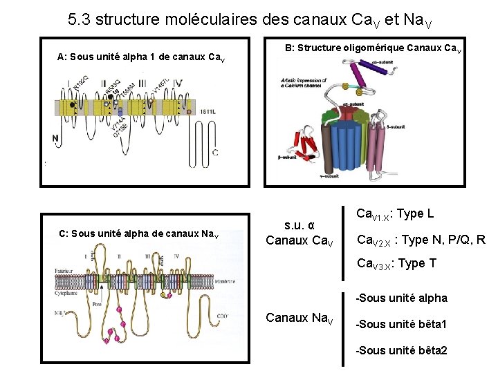 5. 3 structure moléculaires des canaux Ca. V et Na. V A: Sous unité