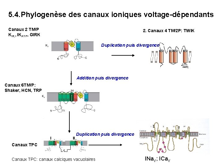 5. 4. Phylogenèse des canaux ioniques voltage-dépendants Canaux 2 TM/P KIR, , IKATP, GIRK