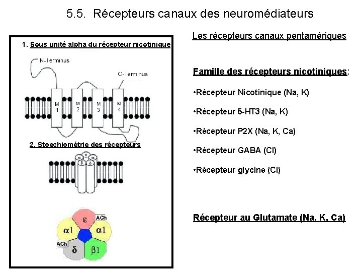 5. 5. Récepteurs canaux des neuromédiateurs 1. Sous unité alpha du récepteur nicotinique Les