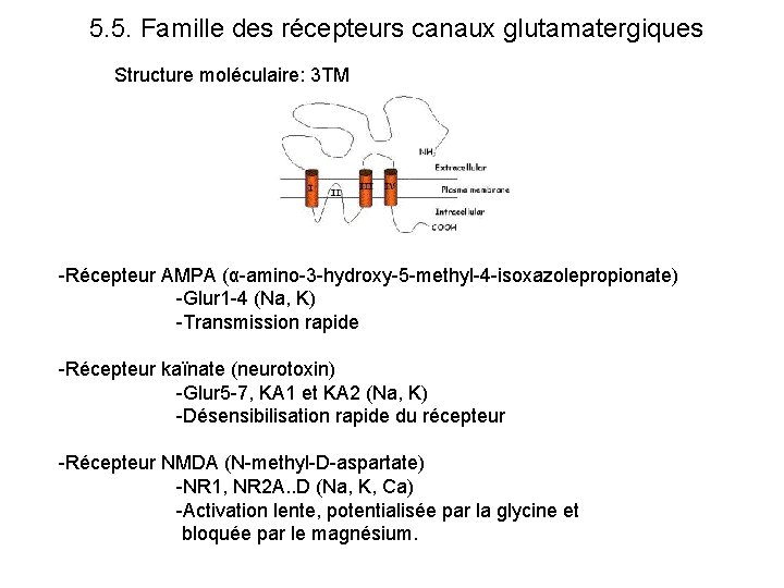 5. 5. Famille des récepteurs canaux glutamatergiques Structure moléculaire: 3 TM -Récepteur AMPA (α-amino-3