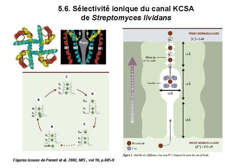 5. 6. Sélectivité ionique du canal KCSA de Streptomyces lividans Figures issues de Parent