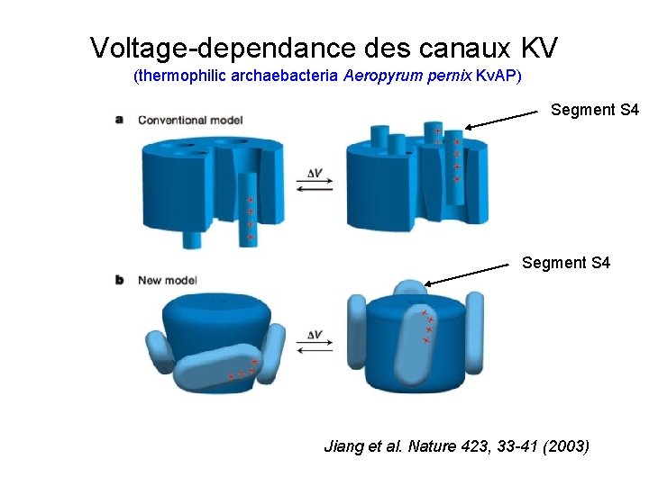 Voltage-dependance des canaux KV (thermophilic archaebacteria Aeropyrum pernix Kv. AP) Segment S 4 Jiang