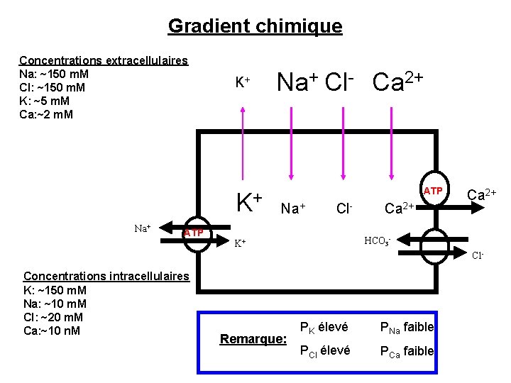 Gradient chimique Concentrations extracellulaires Na: ~150 m. M Cl: ~150 m. M K: ~5