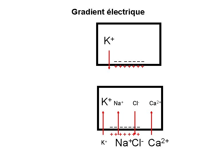 Gradient électrique Genèse K+ __ _____ +++++++ Influence su les ions - Entrée des