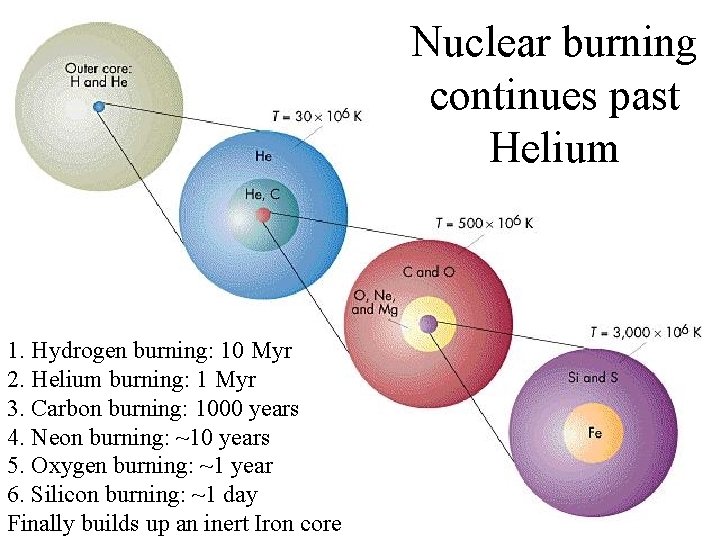 Nuclear burning continues past Helium 1. Hydrogen burning: 10 Myr 2. Helium burning: 1