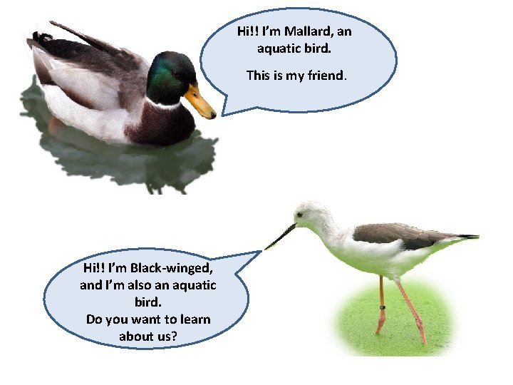 Hi!! I’m Mallard, an aquatic bird. This is my friend. Hi!! I’m Black-winged, and