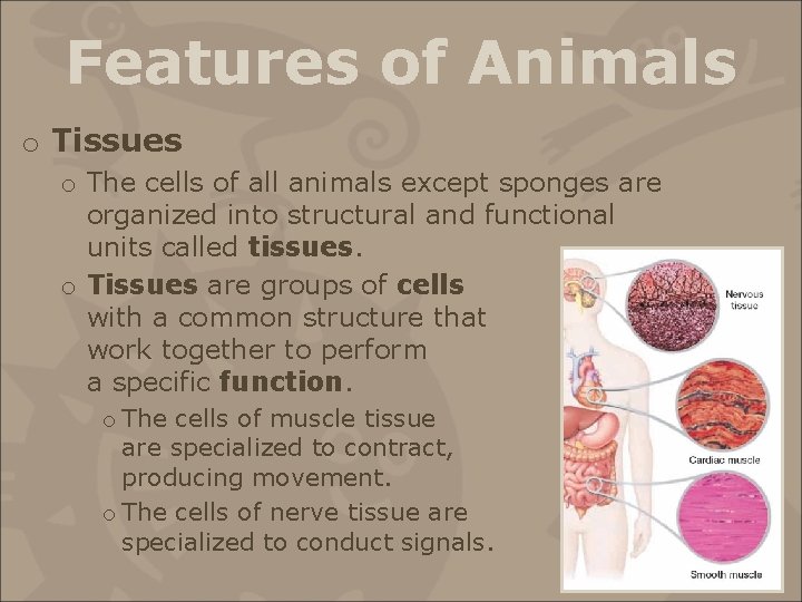 Features of Animals o Tissues o The cells of all animals except sponges are