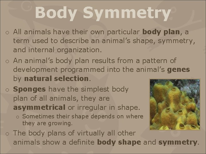 Body Symmetry o All animals have their own particular body plan, a term used