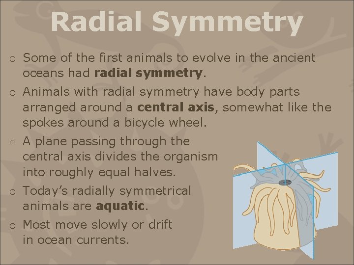 Radial Symmetry o Some of the first animals to evolve in the ancient oceans
