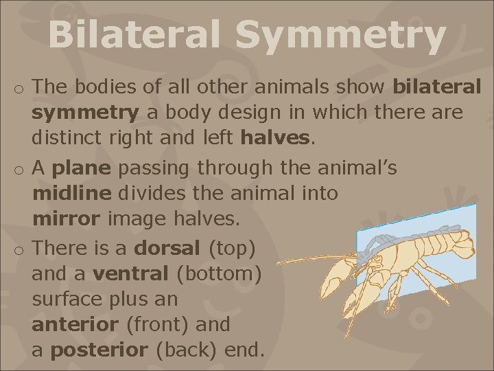 Bilateral Symmetry o The bodies of all other animals show bilateral symmetry a body