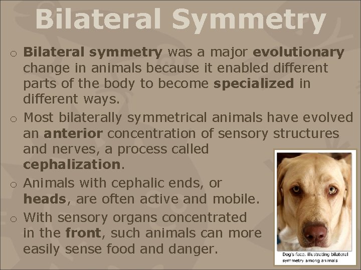 Bilateral Symmetry o Bilateral symmetry was a major evolutionary change in animals because it