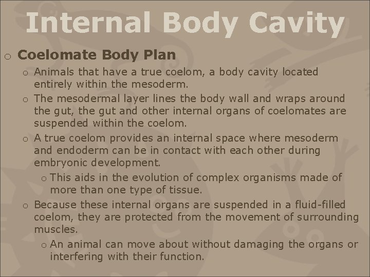 Internal Body Cavity o Coelomate Body Plan o Animals that have a true coelom,