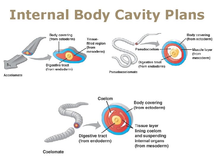 Internal Body Cavity Plans 