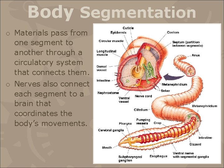 Body Segmentation o Materials pass from one segment to another through a circulatory system