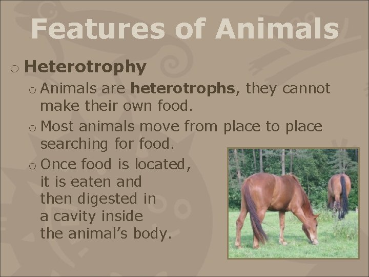 Features of Animals o Heterotrophy o Animals are heterotrophs, they cannot make their own