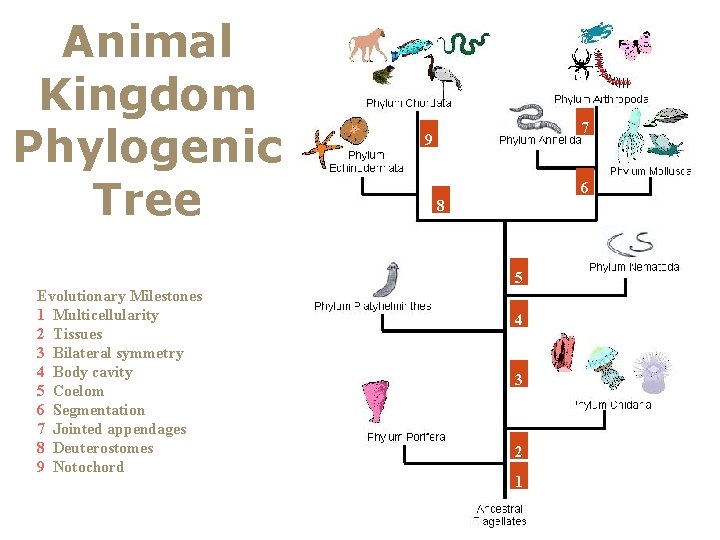 Animal Kingdom Phylogenic Tree 7 9 6 8 5 Evolutionary Milestones 1 Multicellularity 2