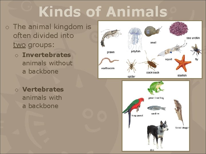Kinds of Animals o The animal kingdom is often divided into two groups: o