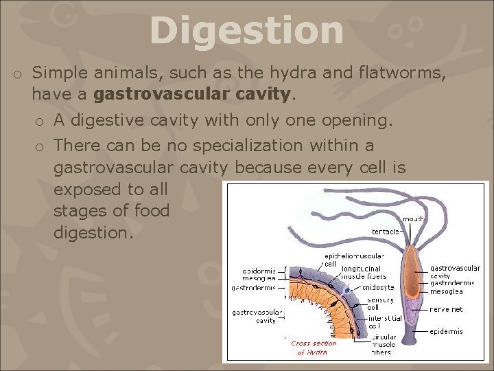 Digestion o Simple animals, such as the hydra and flatworms, have a gastrovascular cavity.