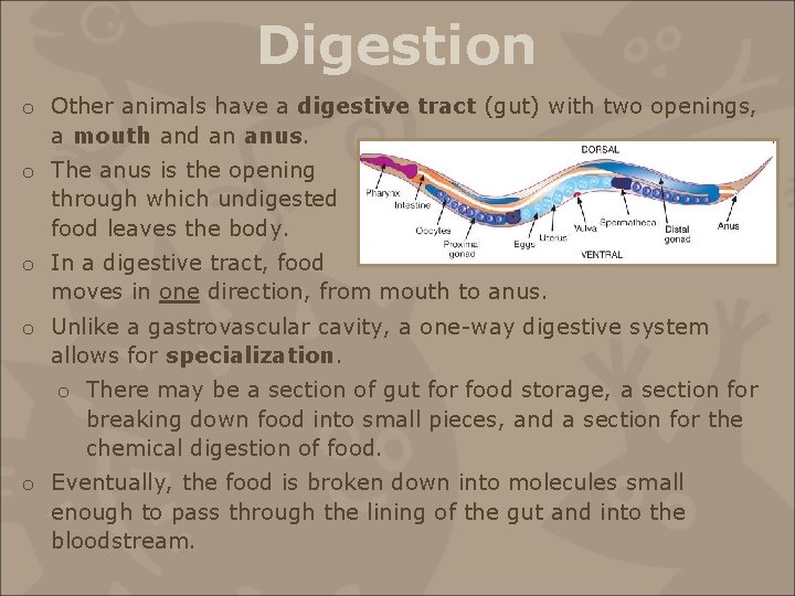 Digestion o Other animals have a digestive tract (gut) with two openings, a mouth