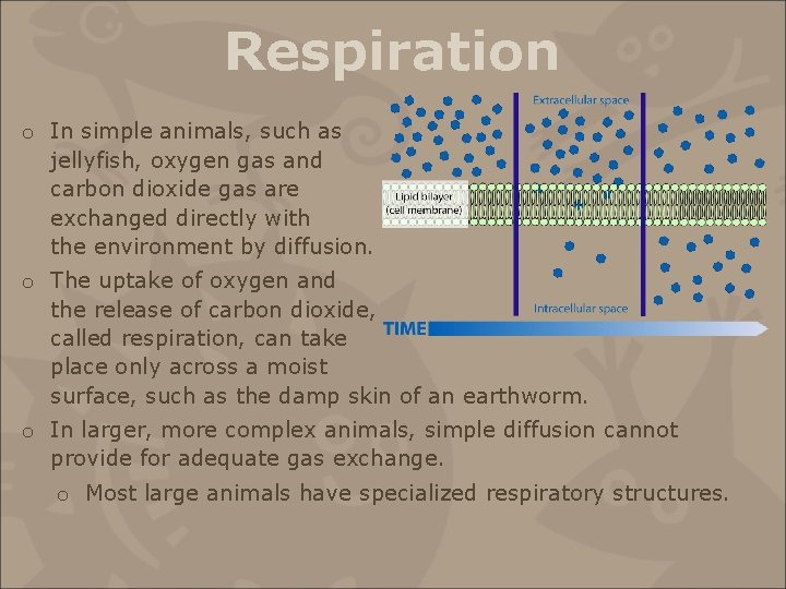 Respiration o In simple animals, such as jellyfish, oxygen gas and carbon dioxide gas