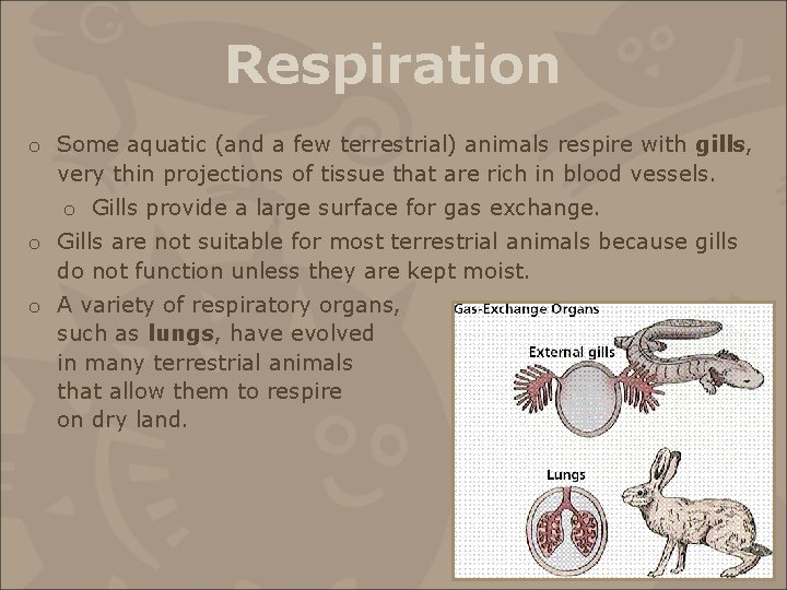 Respiration o Some aquatic (and a few terrestrial) animals respire with gills, very thin