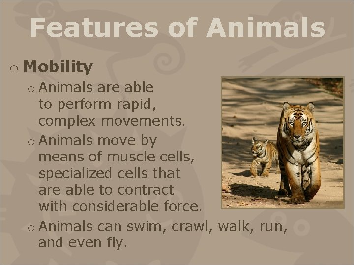 Features of Animals o Mobility o Animals are able to perform rapid, complex movements.