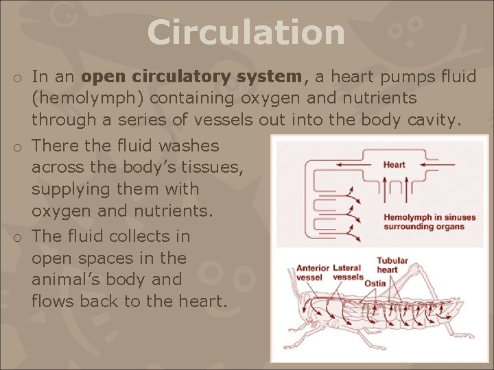 Circulation o In an open circulatory system, a heart pumps fluid (hemolymph) containing oxygen