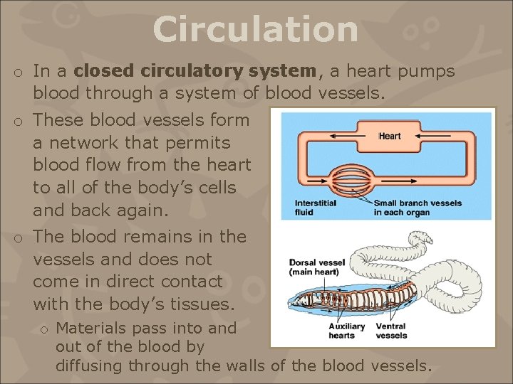 Circulation o In a closed circulatory system, a heart pumps blood through a system