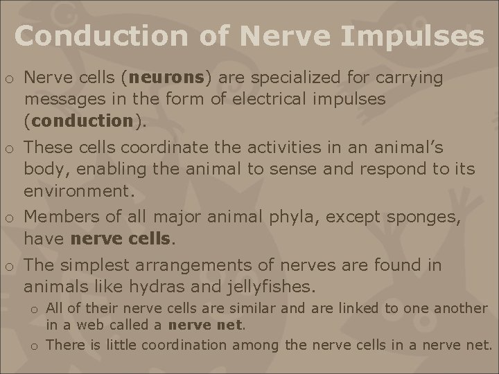 Conduction of Nerve Impulses o Nerve cells (neurons) are specialized for carrying messages in
