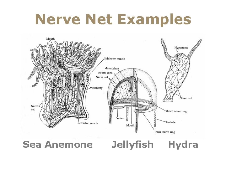 Nerve Net Examples Sea Anemone Jellyfish Hydra 
