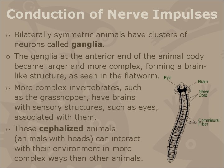 Conduction of Nerve Impulses o Bilaterally symmetric animals have clusters of neurons called ganglia.