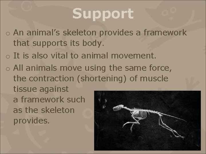 Support o An animal’s skeleton provides a framework that supports its body. o It