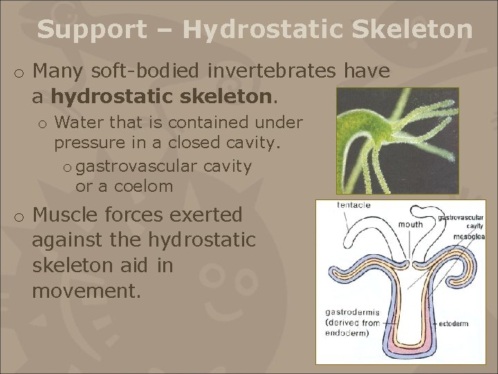 Support – Hydrostatic Skeleton o Many soft-bodied invertebrates have a hydrostatic skeleton. o Water