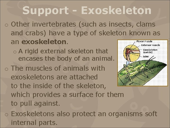 Support - Exoskeleton o Other invertebrates (such as insects, clams and crabs) have a