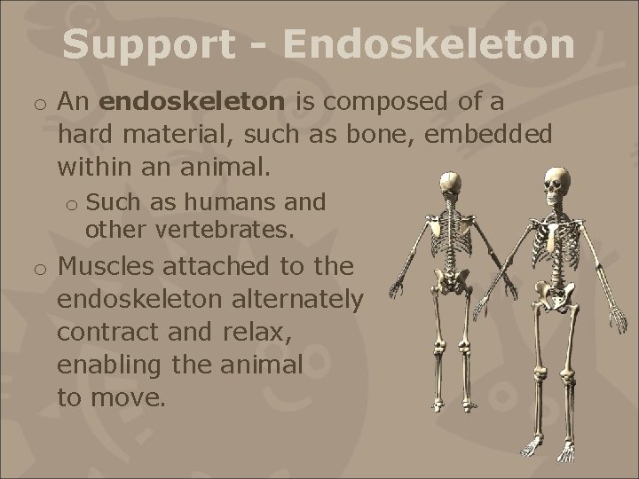 Support - Endoskeleton o An endoskeleton is composed of a hard material, such as